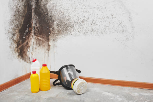 Best Best Mold Removal Companies  in Carrier Mls, IL
