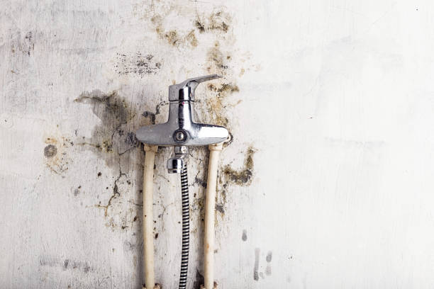 Best Affordable Mold Removal  in Carrier Mls, IL
