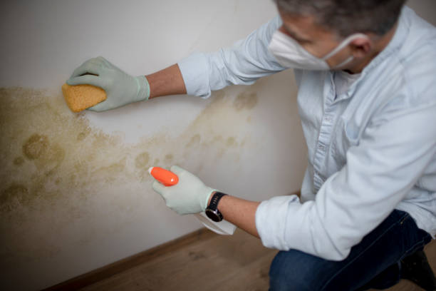 Best Water Damage Restoration  in Carrier Mls, IL