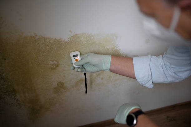 Best Commercial Mold Removal  in Carrier Mls, IL