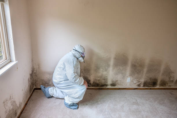 Best Mold Damage Repair  in Carrier Mls, IL